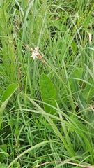 Chlorophytum saundersiae
