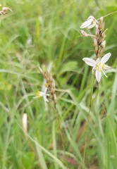 Chlorophytum saundersiae