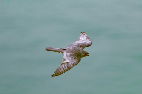Falco amurensis