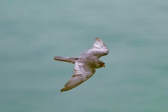 Amur Falcon photo 3