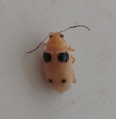 Metaxyonycha tetrasticta