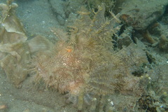 Rhinopias frondosa