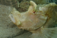 Rhinopias eschmeyeri