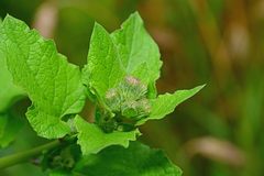 Arctium minus
