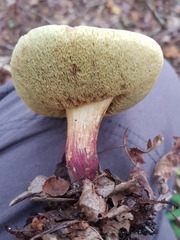 Xerocomellus cisalpinus