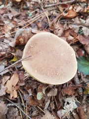 Xerocomellus cisalpinus