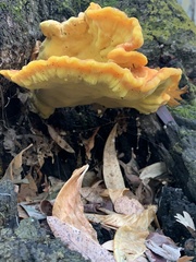 Laetiporus gilbertsonii