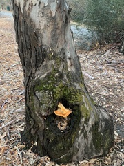 Laetiporus gilbertsonii