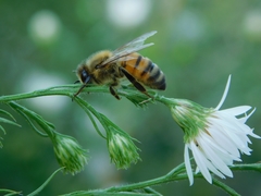 Apis mellifera