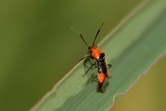 Trilaccus nigroruber