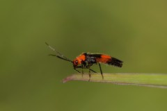 Trilaccus nigroruber