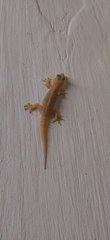 Gehyra mutilata