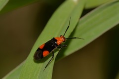 Trilaccus nigroruber