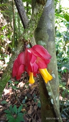 Drymonia coccinea