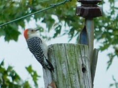 Melanerpes carolinus