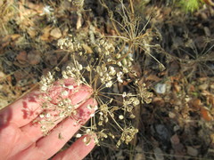 Kitagawia baicalensis