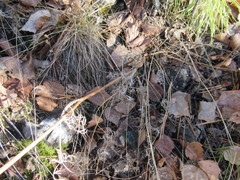 Kitagawia baicalensis