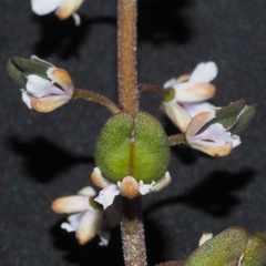 Lepidium rotundum
