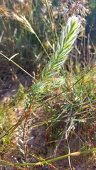 Leucadendron stellare