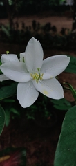 Bauhinia acuminata