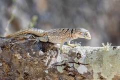 Oplurus cyclurus