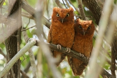 Otus ireneae