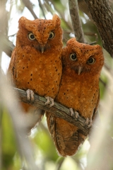 Otus ireneae