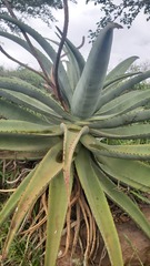 Aloe candelabrum