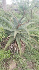 Aloe candelabrum
