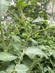 Solanum lycopersicum image