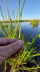 Eleocharis limosa