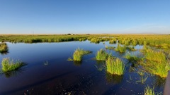 Eleocharis limosa