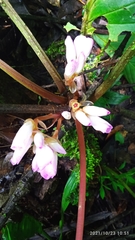 Schlegeliaceae