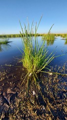 Eleocharis limosa