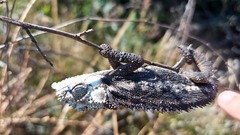 Bradypodion occidentale