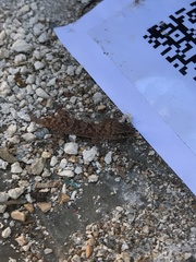 Hemidactylus turcicus