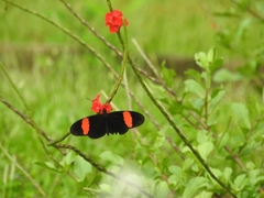 Heliconius erato adana