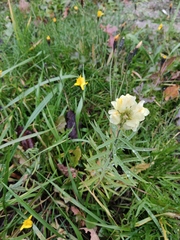 Linaria vulgaris
