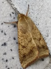 Lepidoptera