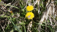 Loxostege cereralis