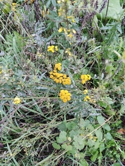 Tanacetum vulgare