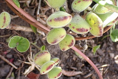 Cotyledon tomentosa