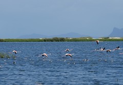 Netta erythrophthalma