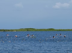 Netta erythrophthalma