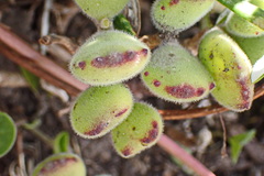 Cotyledon tomentosa
