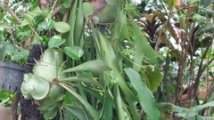Platycerioideae