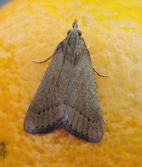 Hypsopygia albidalis