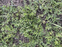 Lobelia concolor