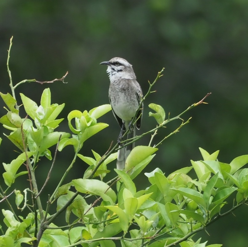 Mimus longicaudatus image