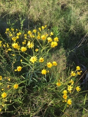 Senecio heterotrichius